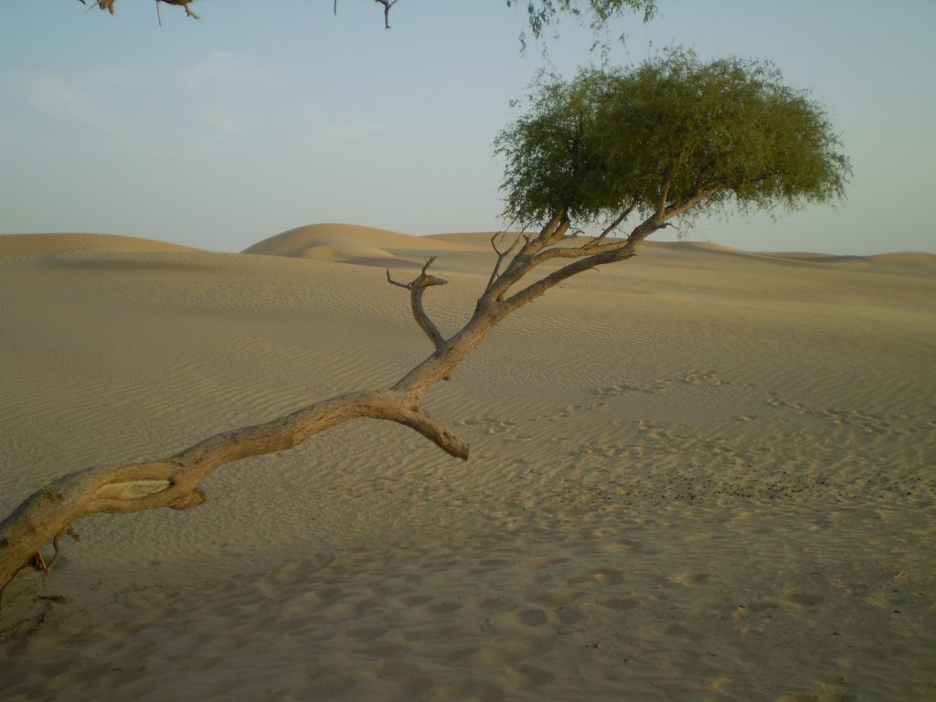 Abu Dhabi Desert Safari - Evening Desert Safari