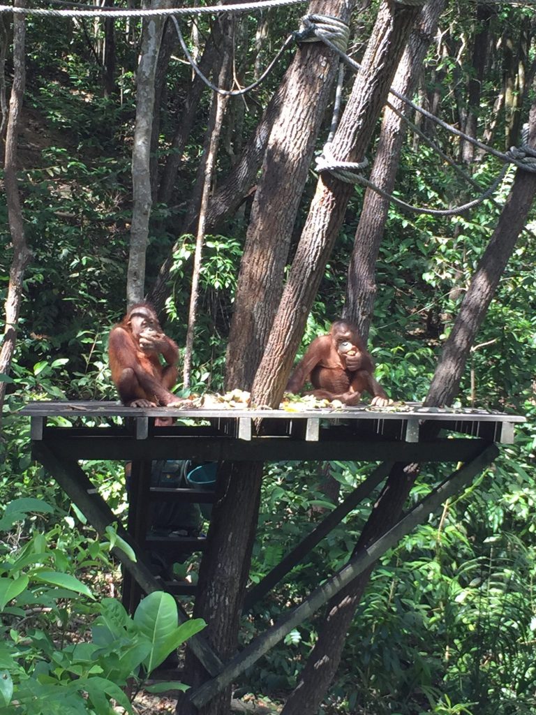 Orangutans at the nature reserve having lunch