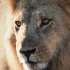 Secrets of South Africa lion